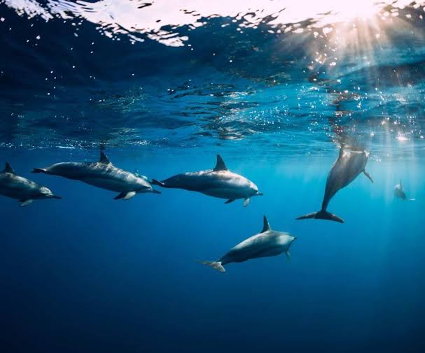 Dolphins Mauritius