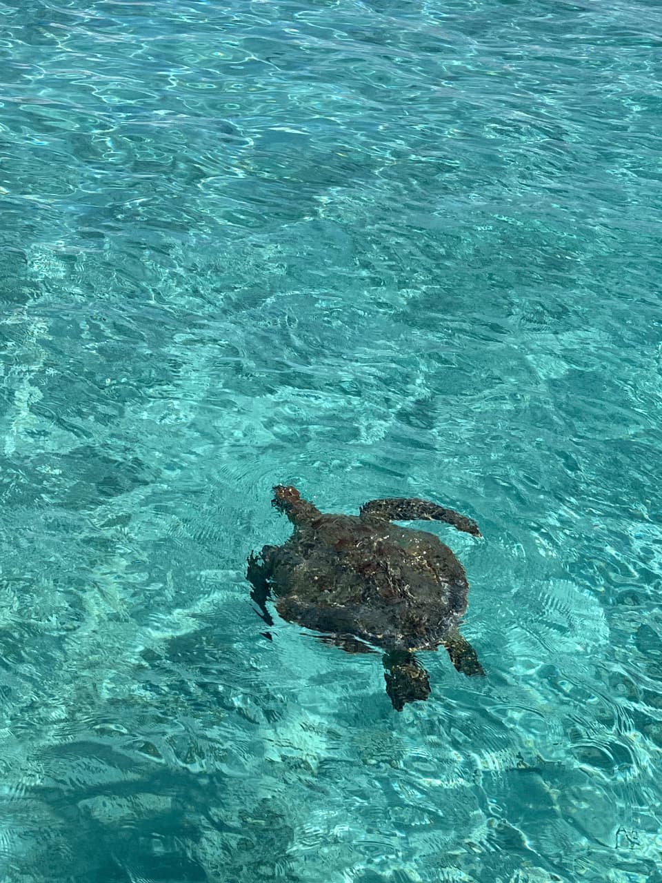 Turtle watching